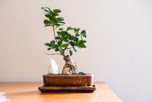 Het kunstzinnige pad van bonsai: cultiveren, historie, diversiteit en snoeitechnieken