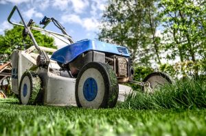Van kamerplanten tot tuinlandschappen: een groene reis door bloemstukken en interieurdecoratie