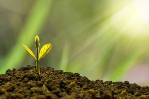 Verdiep je in de fascinerende wereld van planten: van fotosynthese tot medicinale toepassingen
