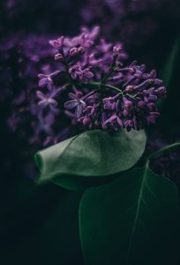 De kunst van syringa vulgaris snoeien: praktische tips en trucs
